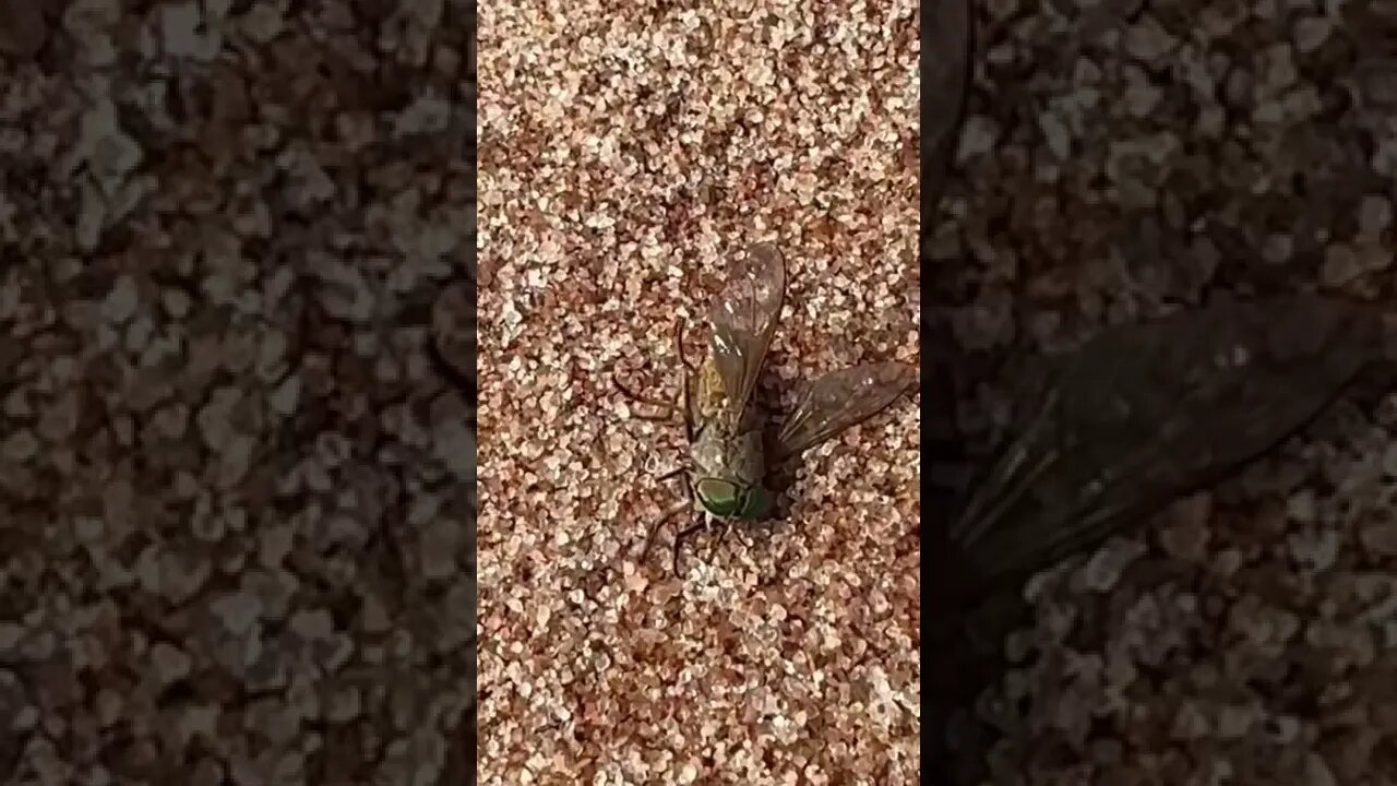 Horse flies are jerks