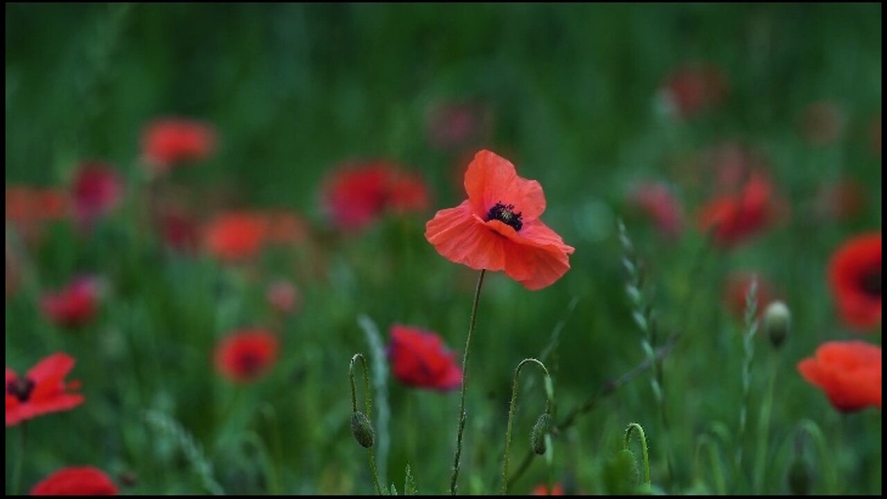 Beautiful Poppy Flowers