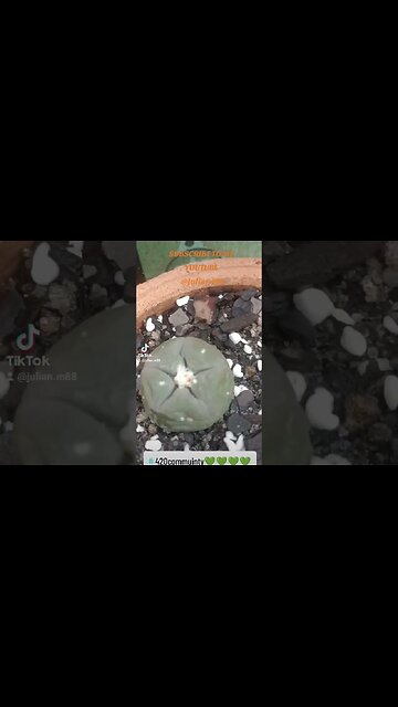 My Little Garden 🌵🪴🌱#shorts #garden #plants #cactus #peyote #love #peace #australia #USA #julianm8