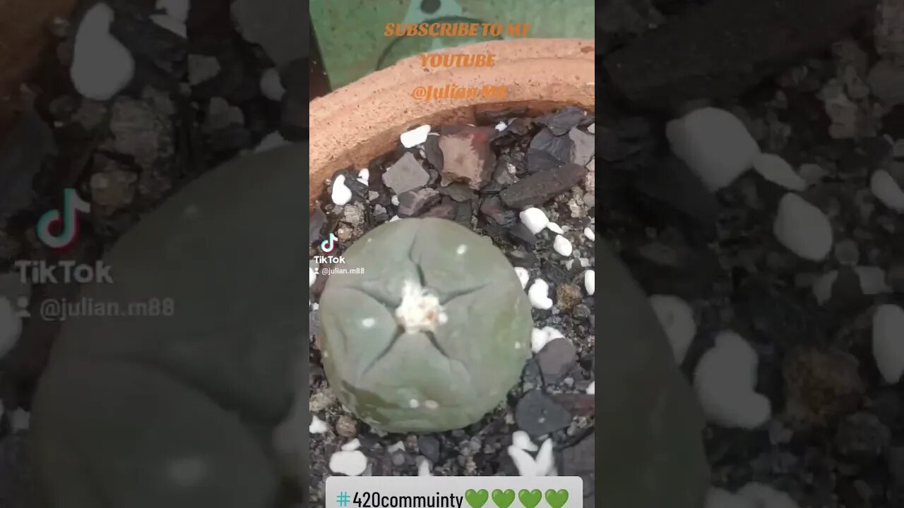 My Little Garden 🌵🪴🌱#shorts #garden #plants #cactus #peyote #love #peace #australia #USA #julianm8