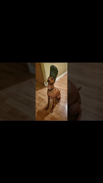 Funny animals 2023😆 - Funniest Cats and Dogs Video🐕🐈192 #shorts