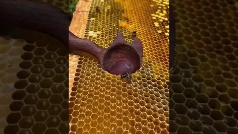 Honey Extraction