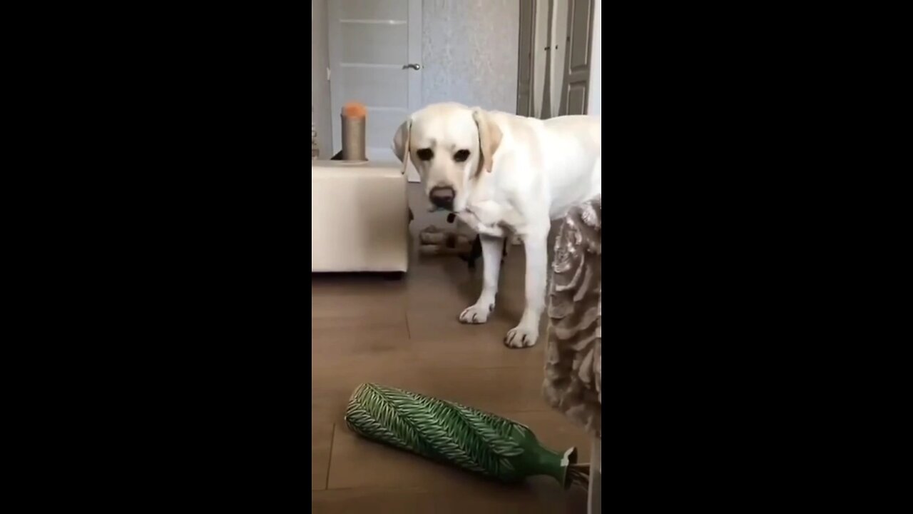 cute dog funny videos 😂😂😂😂