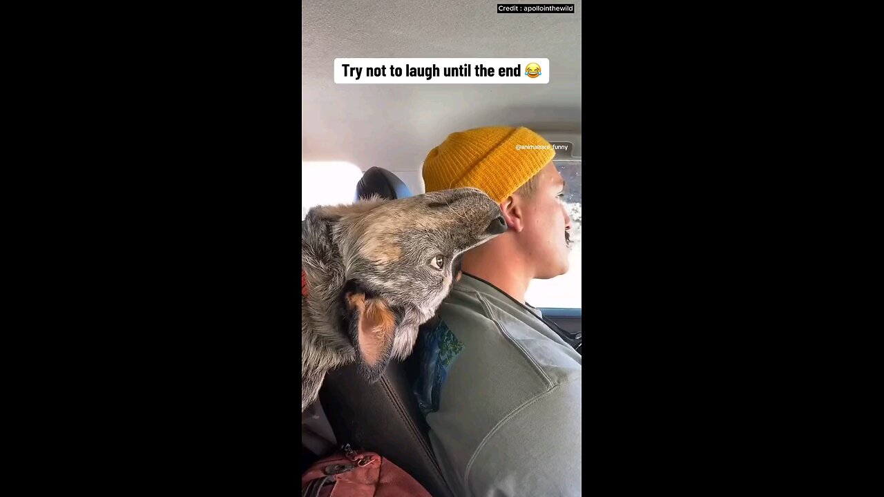 funny animals