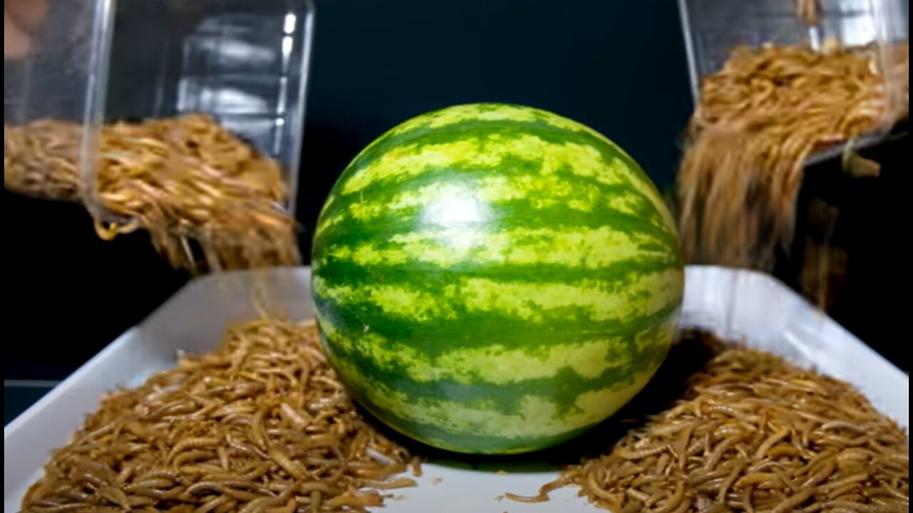 Mealworms Vs Watermelon Time-Lapse