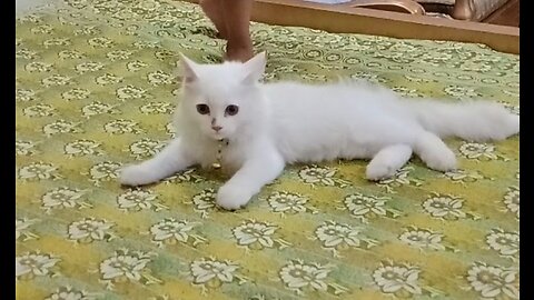 My lovely pet Honey New home
