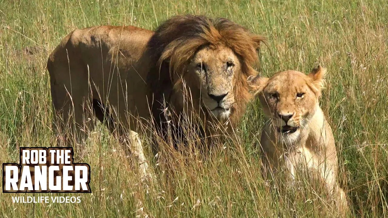 Memories Of Big Lion Lolparpit | Maasai Mara Safari | Zebra Plains