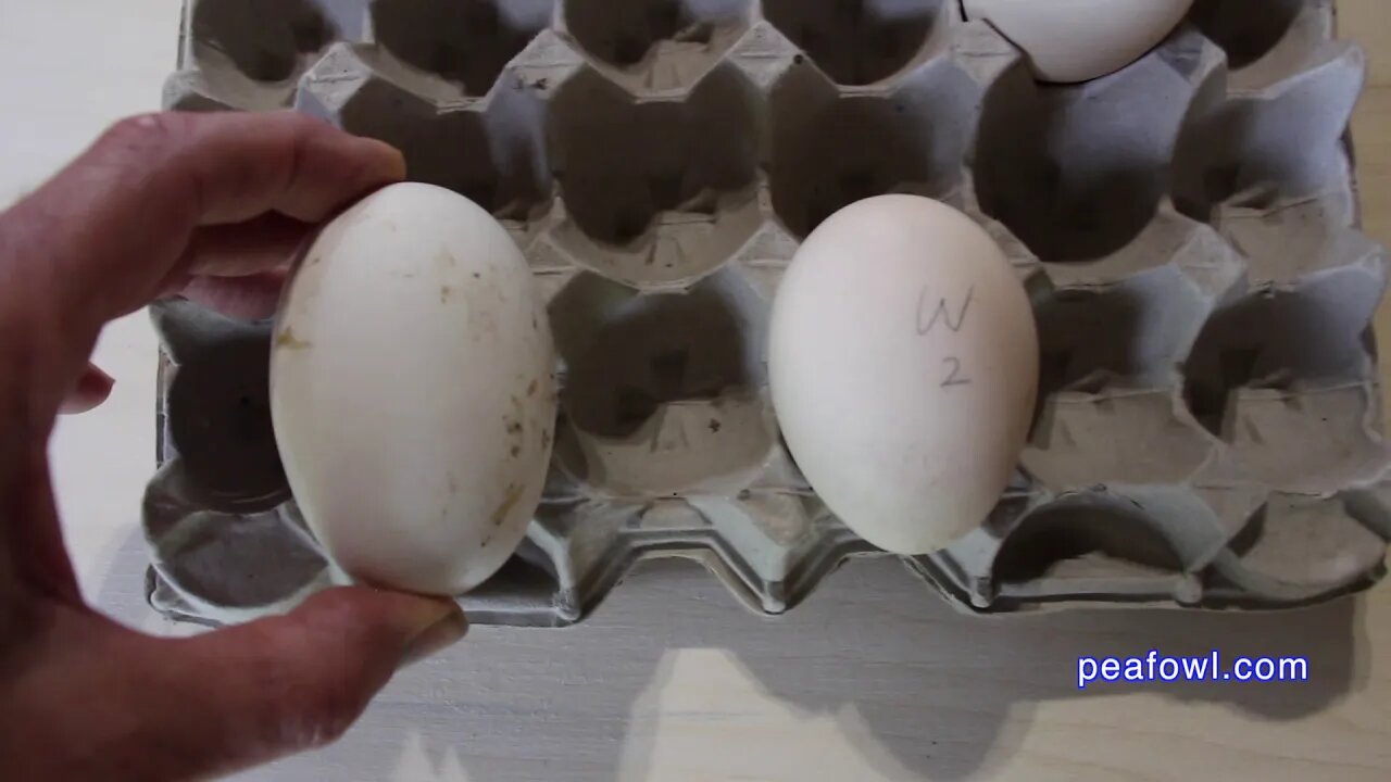 Peahen Egg Size And Weight, Peacock Minute, peafowl.com