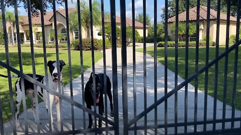 Funny Great Danes Practice Their Sunday Paper Delivery Skills