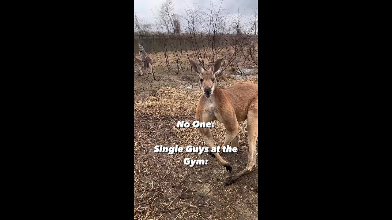 Kangaroo Flexing Muscles