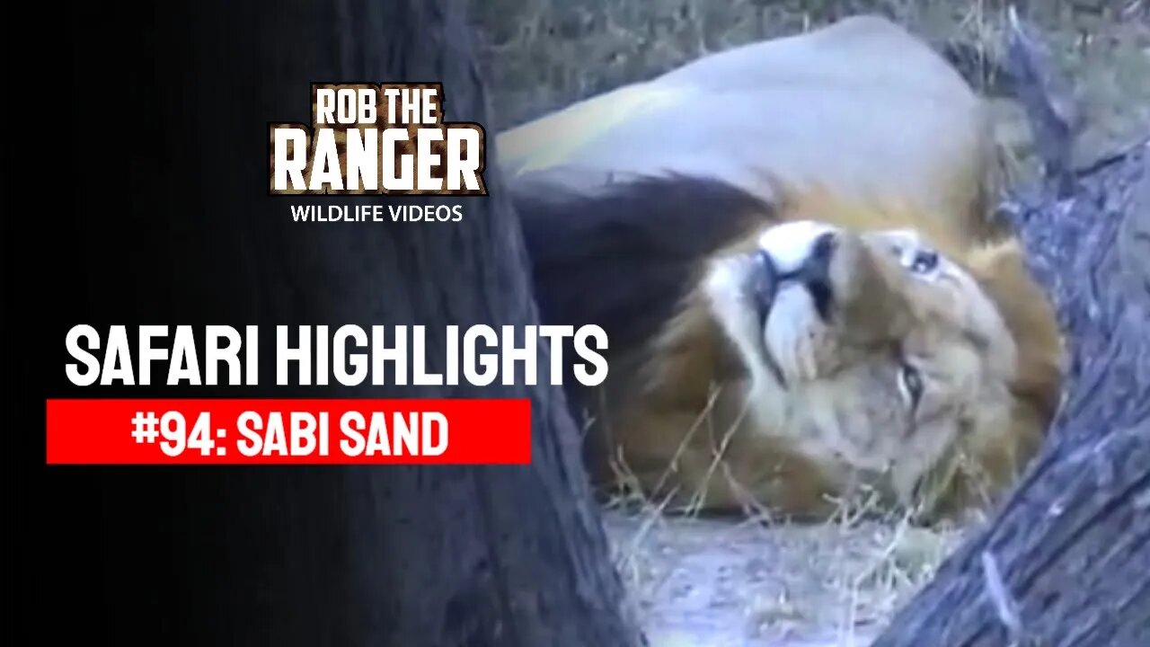 Safari Highlights #94: 14 - 18 May 2011 | Sabi Sand Nature Reserve | Latest Wildlife Sightings