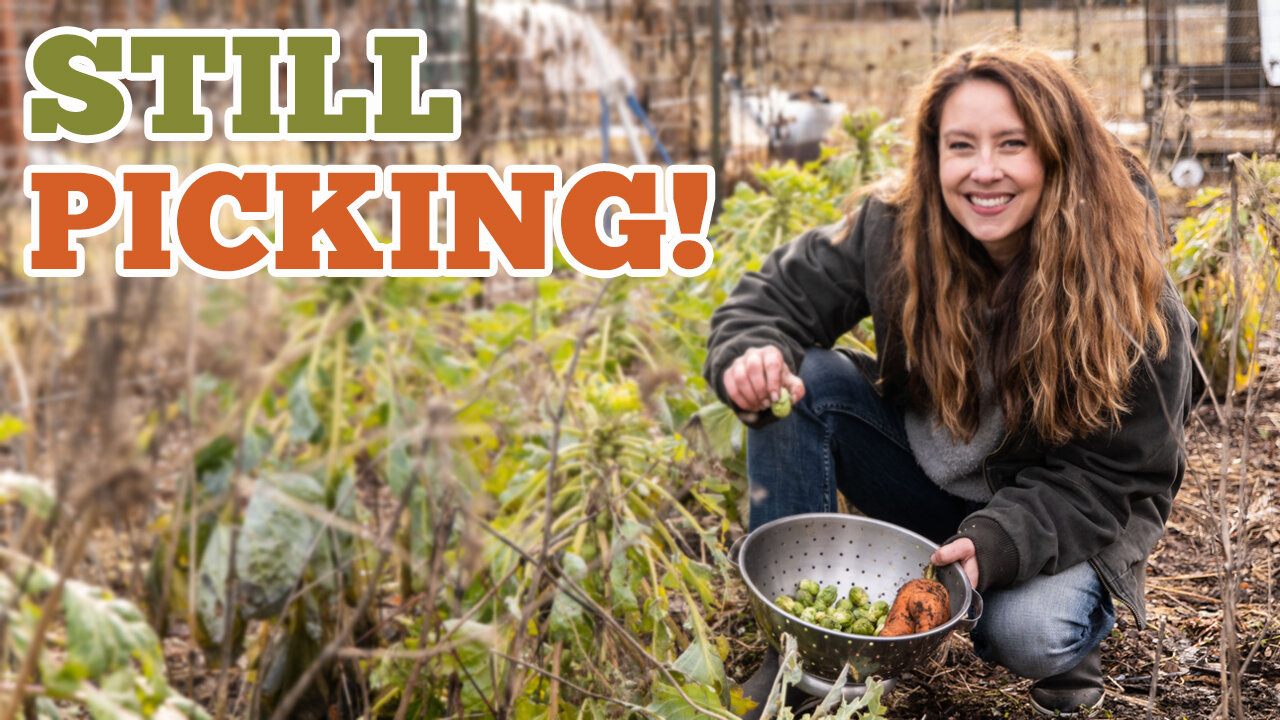 Grow FRESH Vegetables in Single Digit Temps W/Out a Greenhouse - Gardening in January