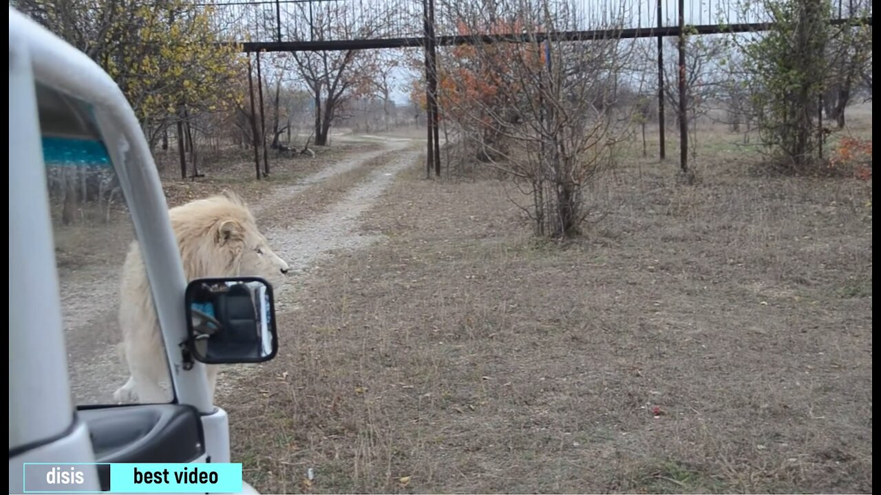 A huge white lion attacked a car with tourists.