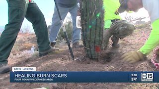 Healing burn scars: Groups plant 300 cacti, wildflowers, and grasses