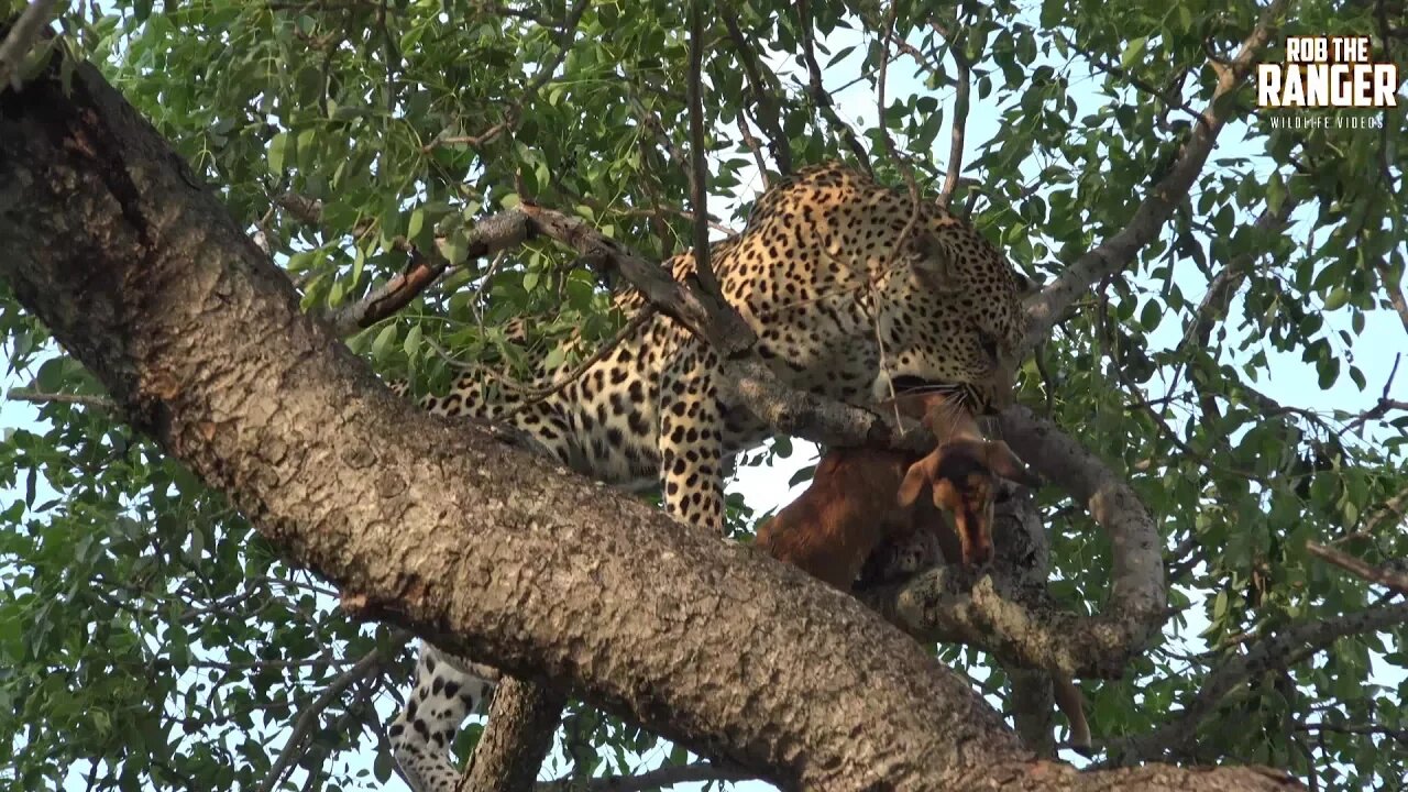 Young Female Leopard With An Impala Lamb (Presented By Quest Acquired)