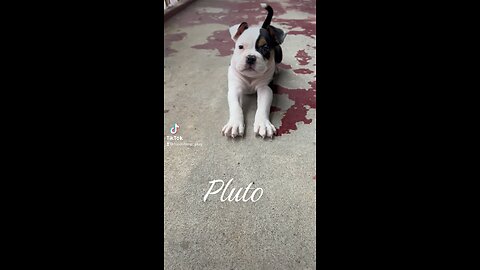 Pluto the Tri pocket bully.