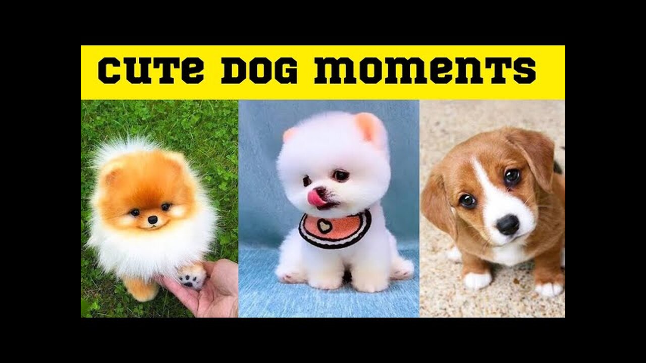 Cute dog moments compilation