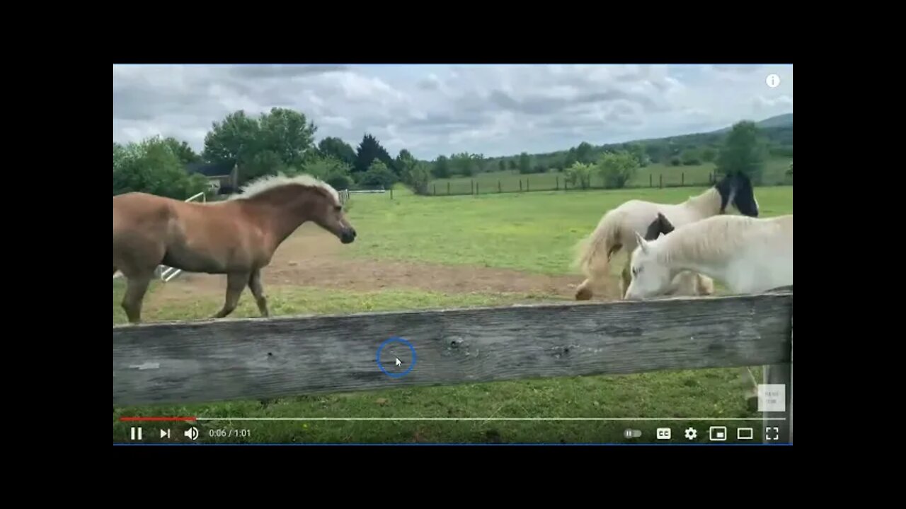 Female Horse Trainer Teaches Her Horse To Jump A Fence - The Horse Does It Perfectly