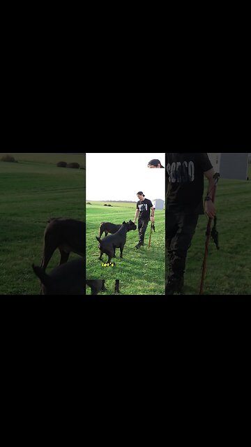Working on Cane Corso LEAVE IT Command #shorts #canecorso #dog