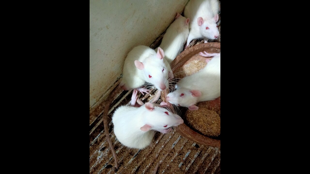 Albino Rats Feeding video