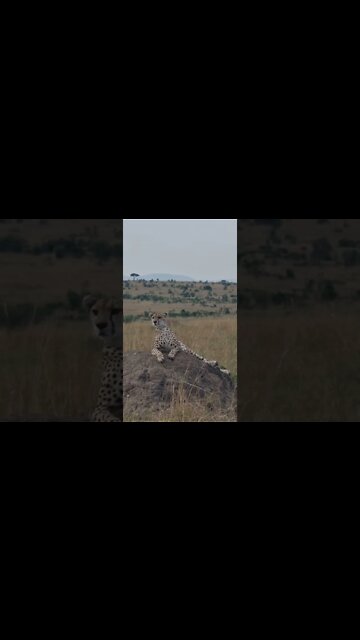 Wildlife Sightings Today 16/08/22 (Lions, Cheetah, etc) | Lalashe Maasai Mara | #shorts