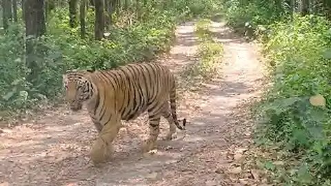 30 Minutes of Interesting Animal Moments In The Jungle!