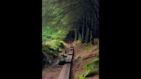 Ballinastoe Woods Trail, Ireland