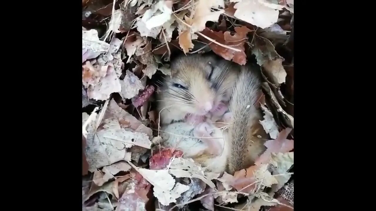 Hazel Dormice