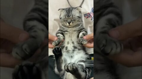 Cute and beautiful cat video Funny and cute cat #65