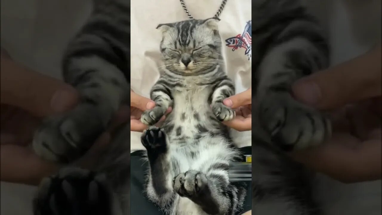 Cute and beautiful cat video Funny and cute cat #65
