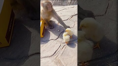 monyet dan ayam