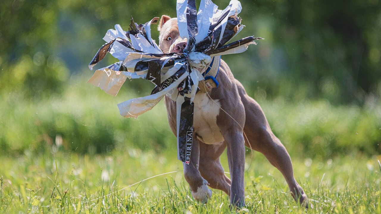 Dog_doing_kick boxing_Wonderfull-athlete