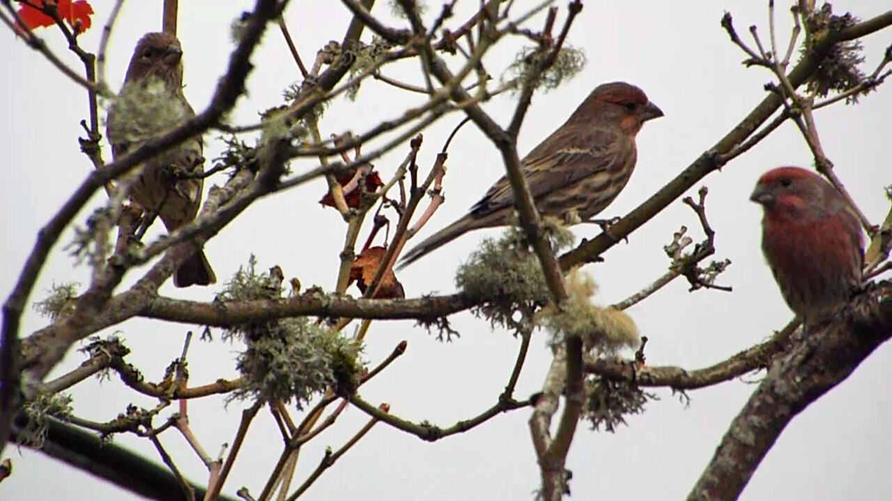 Purple Finches