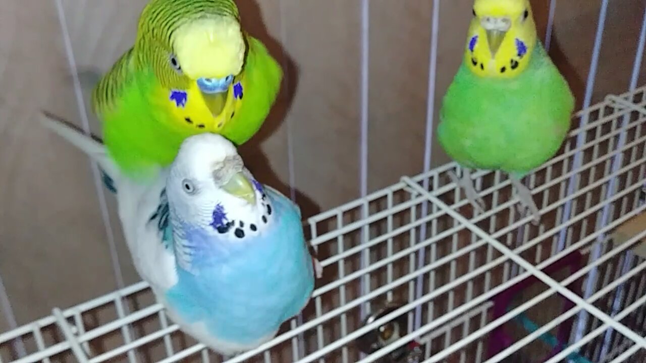 Budgies getting frisky