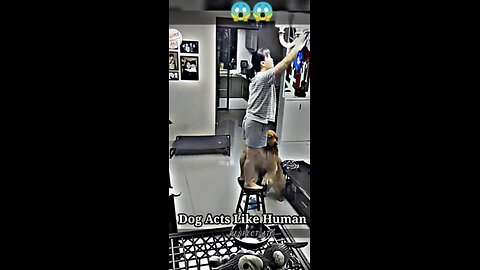 Dog Acts like Human 😱❤️ || #shorts #motivation #kindness #life #dog || Respect Ep-1