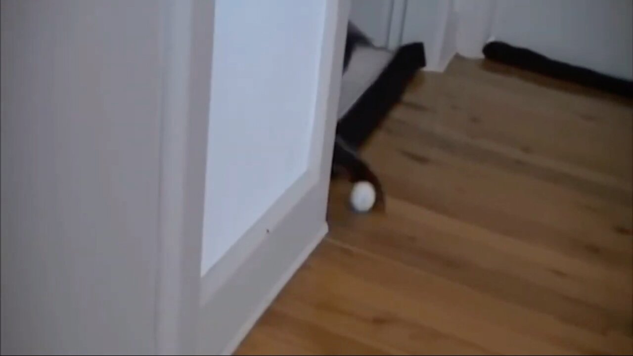 Angry Cat Throws Back Ping Pong Ball Like A Pro