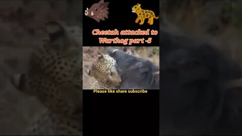 Cheetah attacked to warthog 2022 part -5 #shorts #youtubeshorts #shortvideo