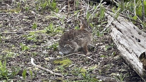 Another rabbit residing at James Gardens Toronto