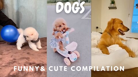 DOGS Funny & Cute Compilation