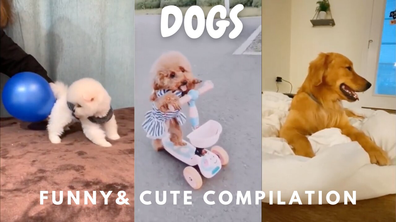 DOGS Funny & Cute Compilation