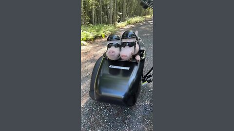 ✨Adorable Piglets Go For a Ride😎