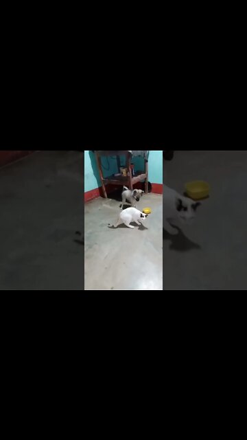 cute #dog short video| cute puppy shorts| #short #shortvideo #firstshortvideo #cutedog #dogs #shorts