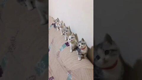 cats team watching and focus