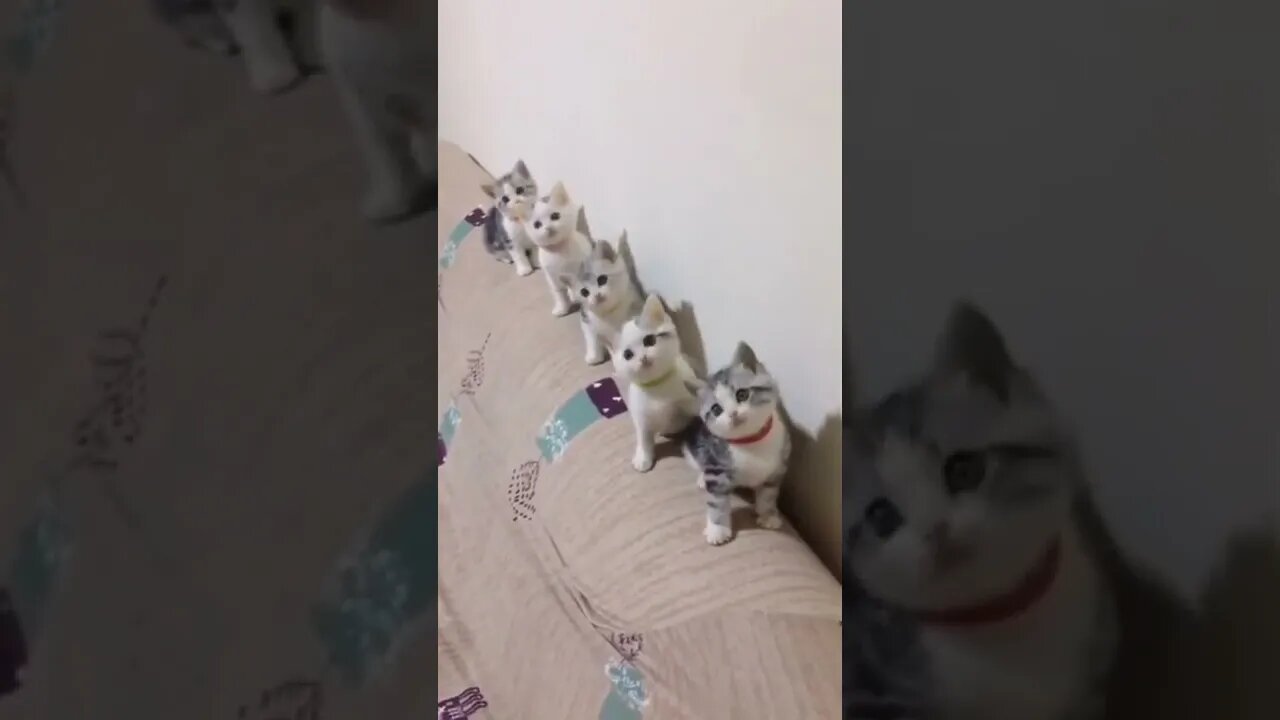 cats team watching and focus