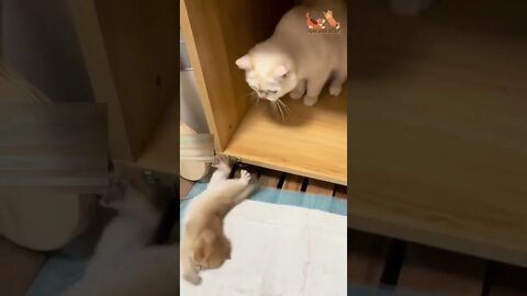 Adorable baby cat try to go to mother #Petsandwild #cats2022 #catlover