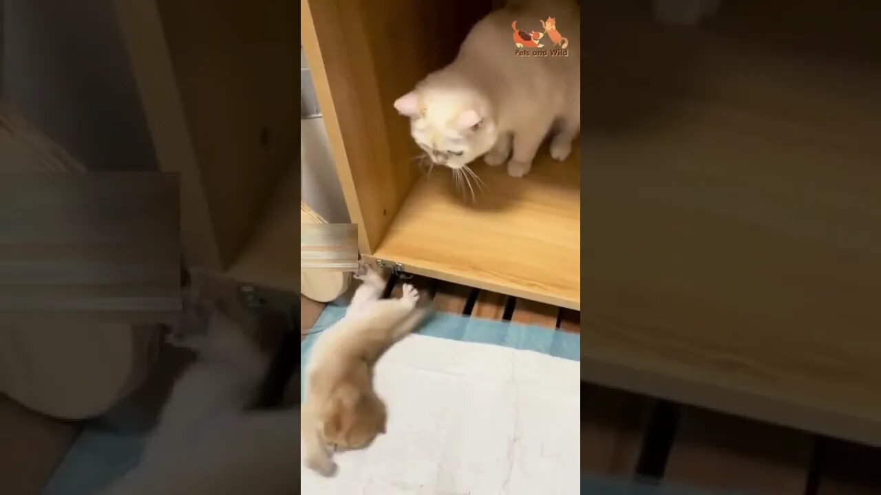 Adorable baby cat try to go to mother #Petsandwild #cats2022 #catlover