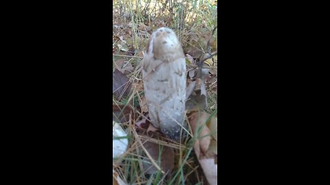 Shaggy mane