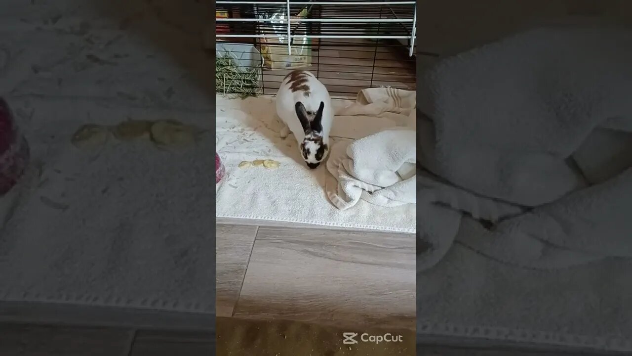 Bunnyy