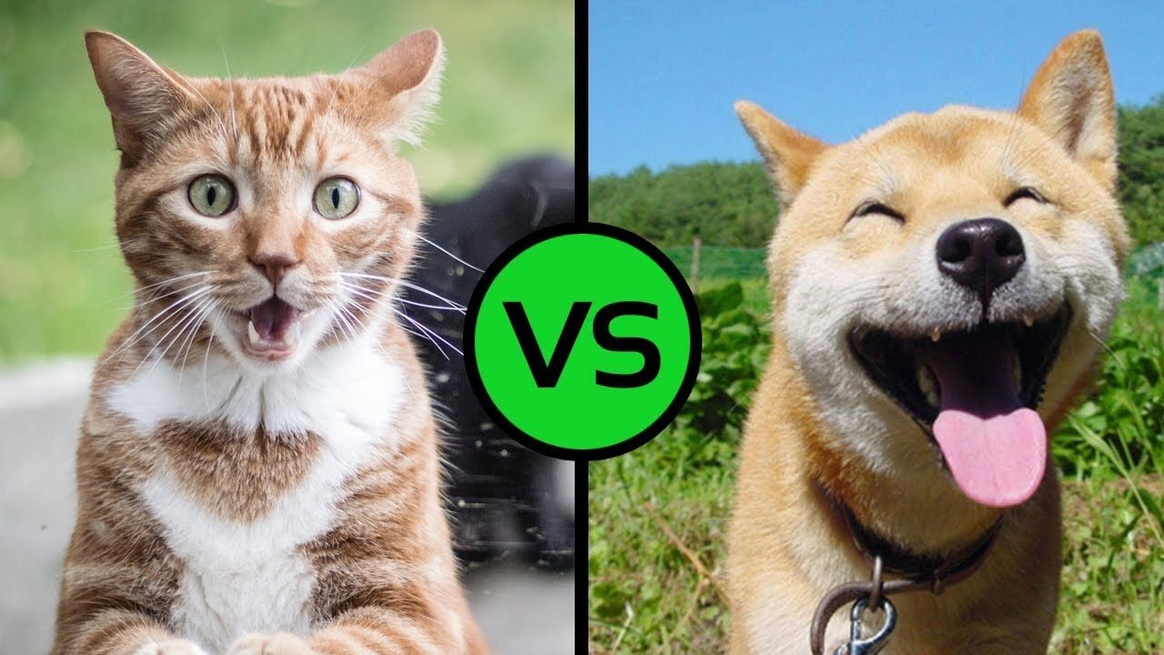 cats meowing