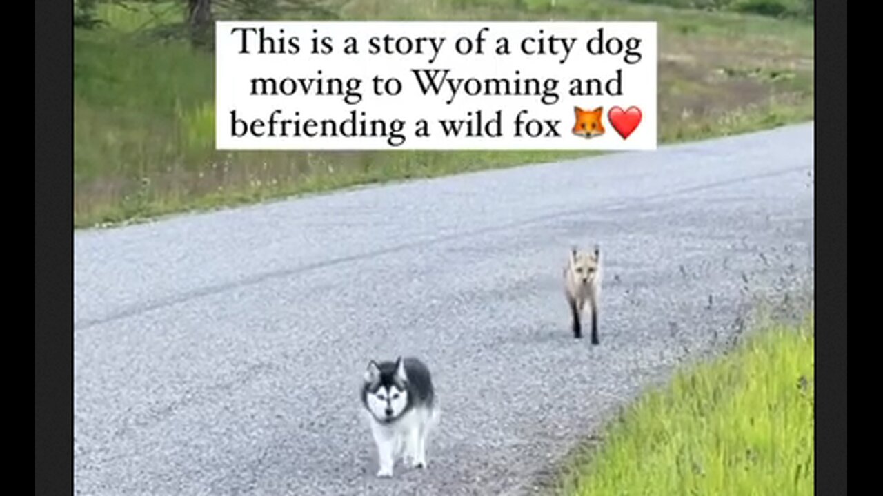 City Dog Moves To Wyoming & Befriends A Fox